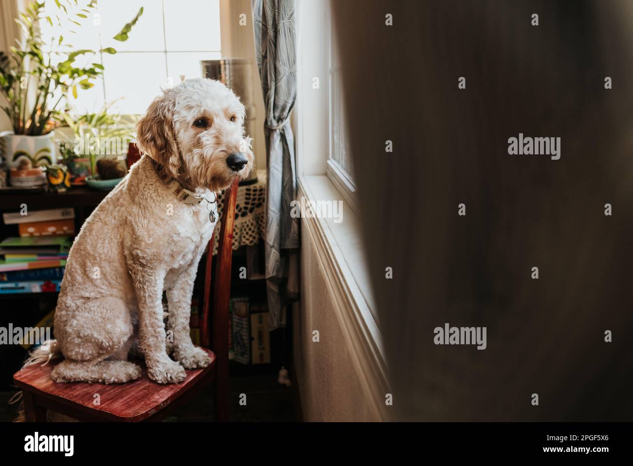 Perro Goldendoodle se sienta en la silla de la cocina mirando por la ventana Foto de stock