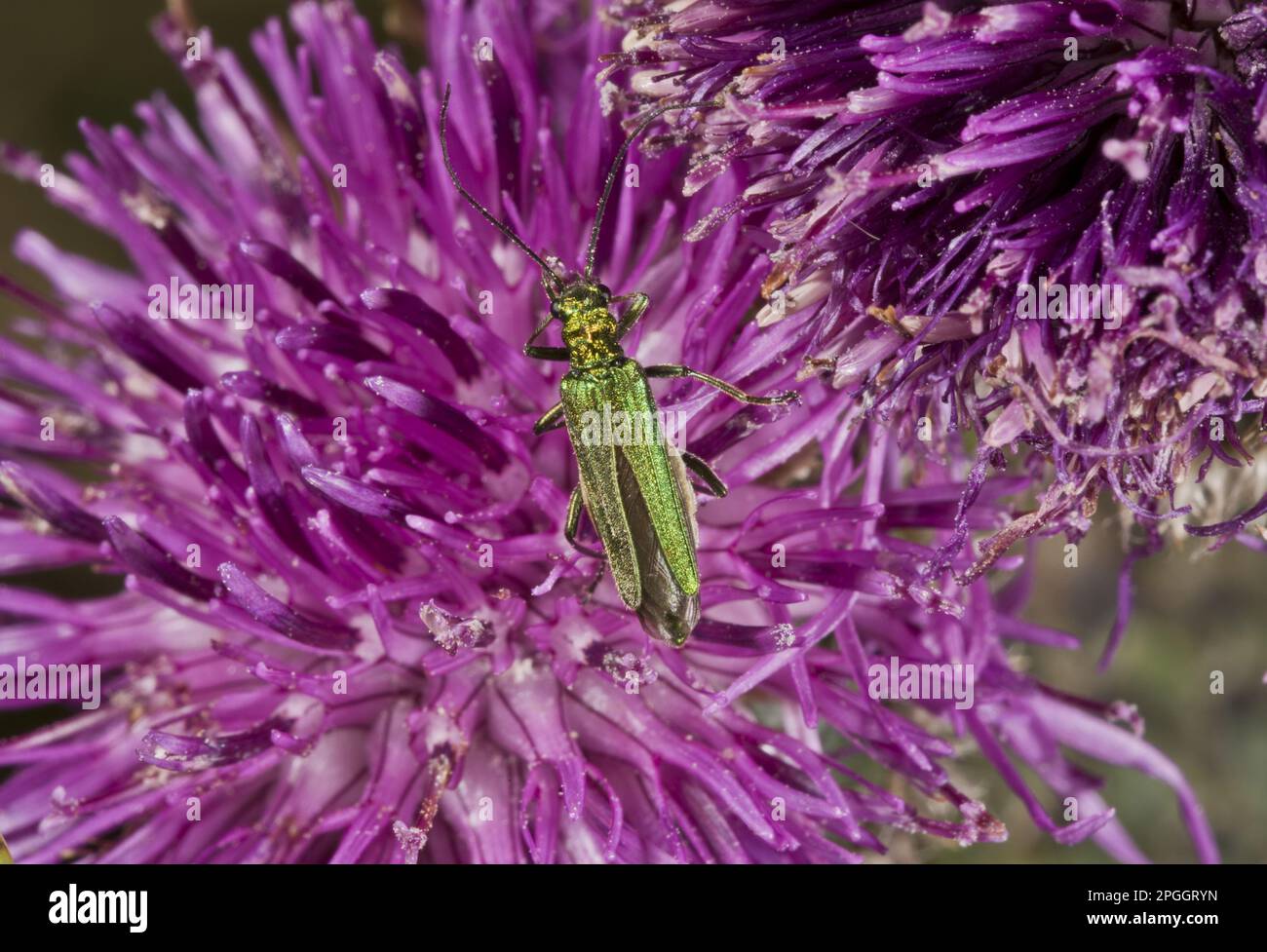 Escarabajo verde de la flor falsa, escarabajo de la flor de patas gruesas (Oedemera nobilis), escarabajo verde de la flor falsa, escarabajo azul-verde del muslo, otros animales, insectos Foto de stock
