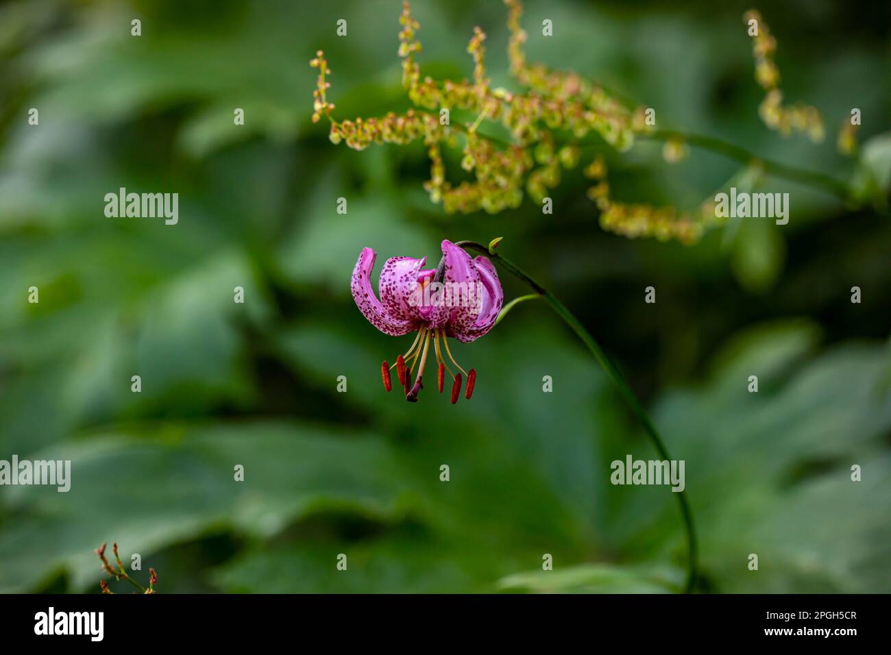Lilium martagon flor que crece en el bosque, cerca Foto de stock