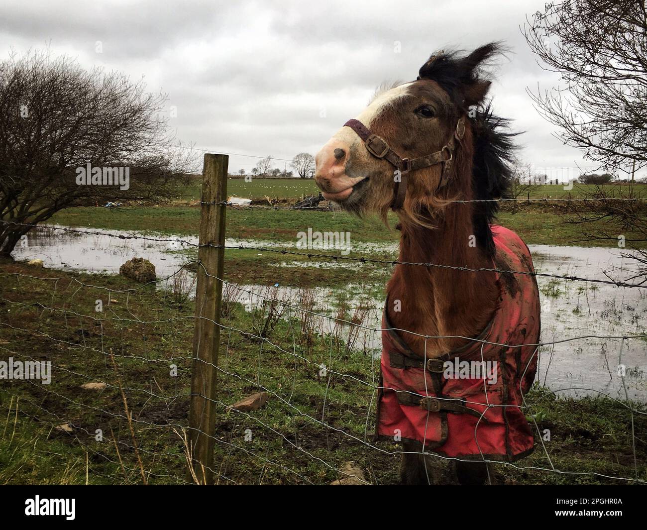 imagen en color de un caballo con la lengua fuera Foto de stock