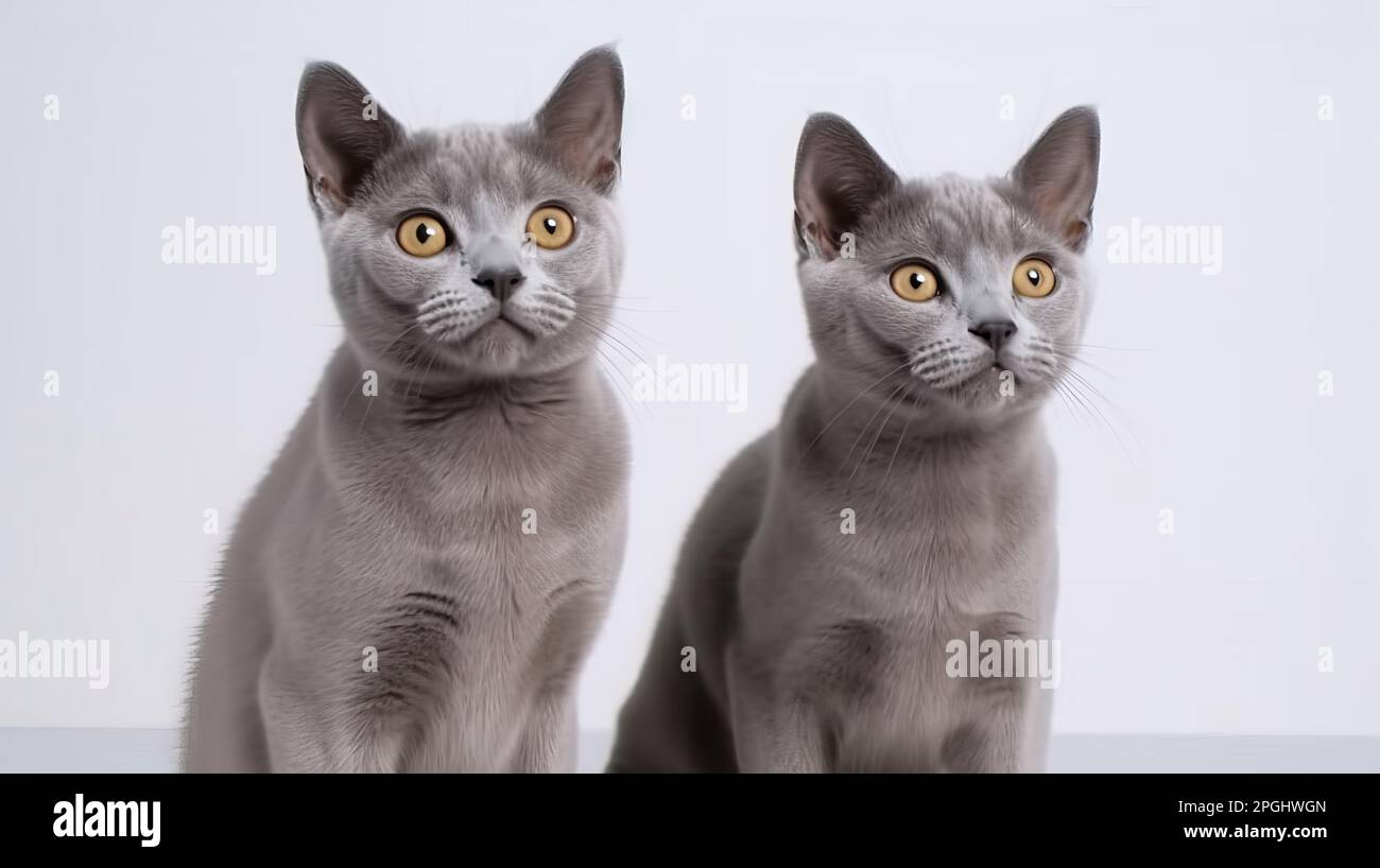 Grácil, ágil y enérgico gris Inglés de pelo corto Cat. Un retrato de un  gato de aspecto salvaje y elegante lleno de aventura Fotografía de stock -  Alamy