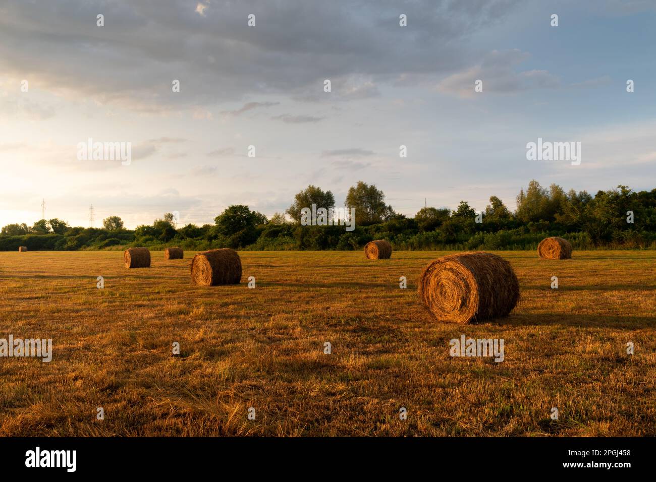 Rollos de heno en el campo al atardecer, rollos de balas en la luz del sol dorada, paisaje rural, forraje de ganado Foto de stock