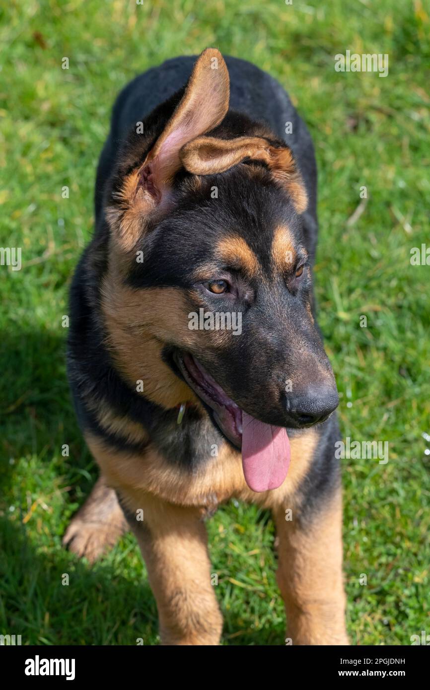Cerca de un hermoso cachorro de pastor alemán con suaves orejas floppy al aire libre en el sol Foto de stock