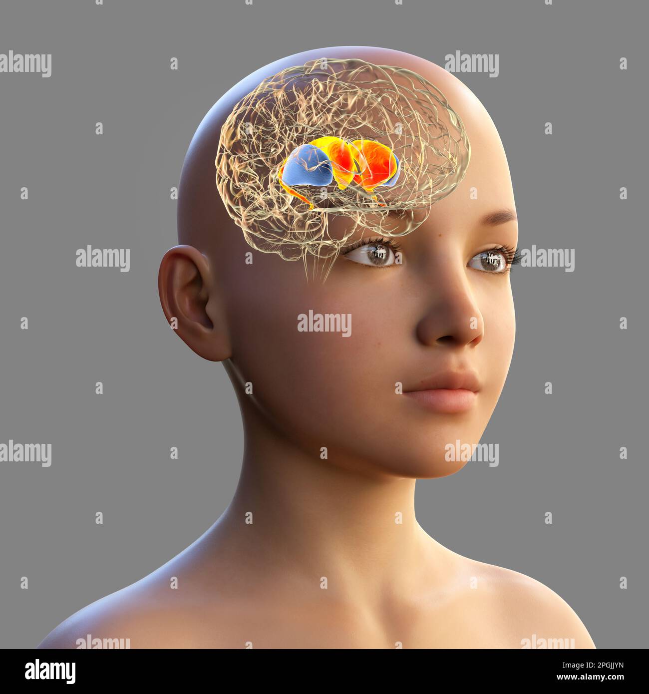 Estriado dorsal resaltado en el cerebro del niño y la vista de cerca de