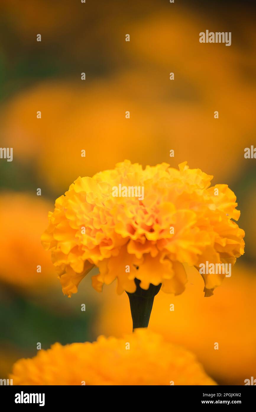 Caléndula americana, hermosa en la naturaleza es una flor popular plantada para cortar flores para la venta Foto de stock