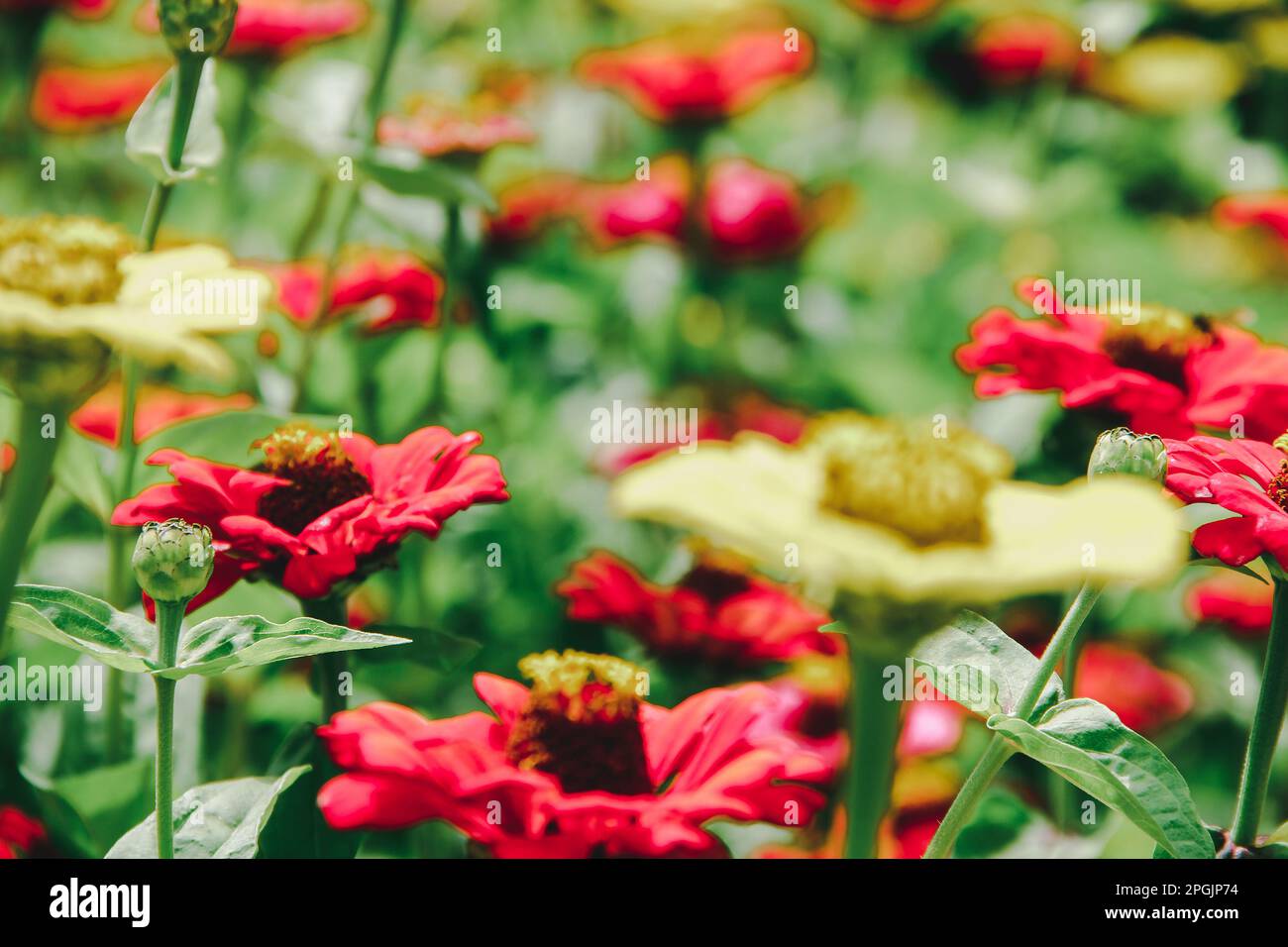 Zinnia es una planta con flores de especies ornamentales comúnmente cultivadas. Foto de stock