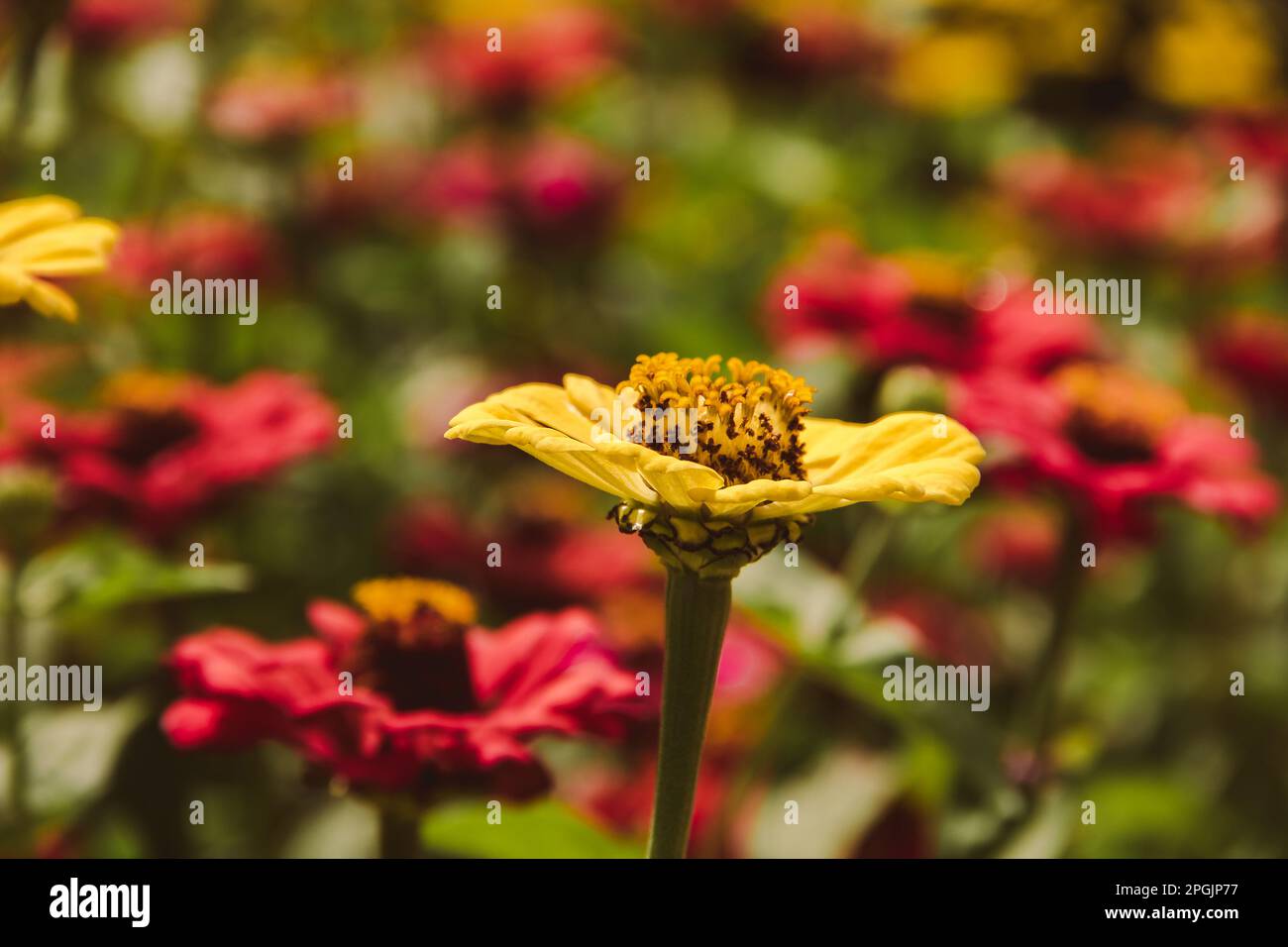 Zinnia es una planta con flores de especies ornamentales comúnmente cultivadas. Foto de stock