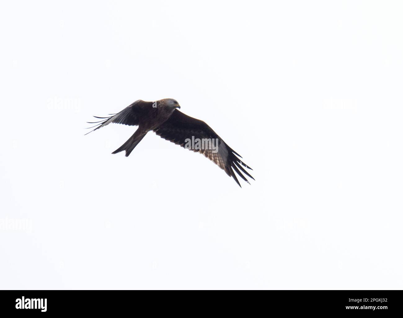 Una cometa roja, Milvus milvus en Ilkley Moor, Ilkley, yorkshire, Reino Unido. Foto de stock