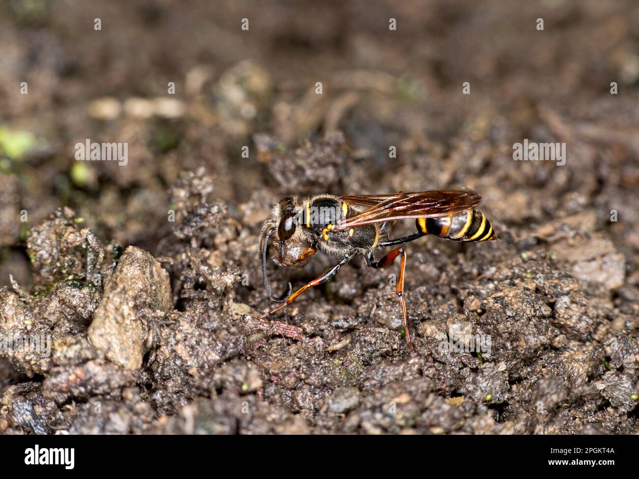 Avispa asiática de barro-dauber (Sceliphron curvatum) recogiendo barro para la construcción de células de cría, Ovronnaz, Valas, Suiza Foto de stock