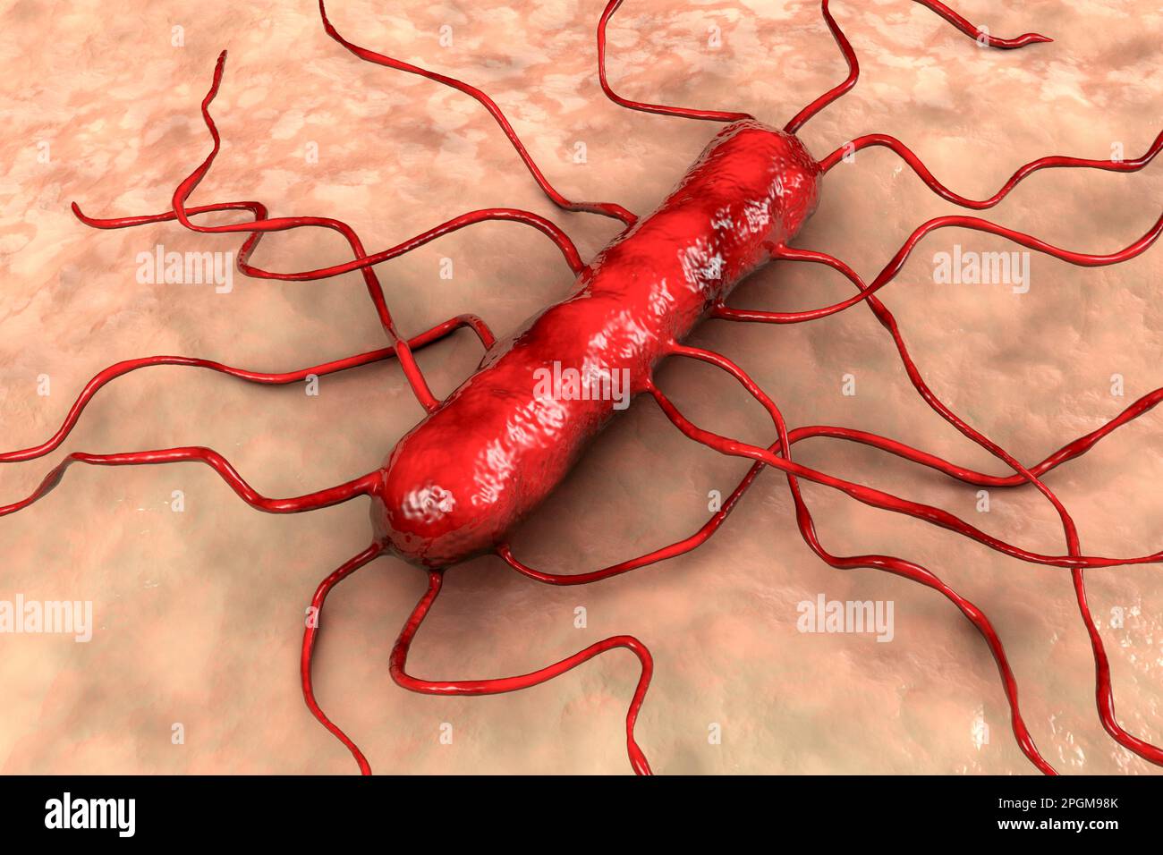Bacteria Listeria monocytogenes, ilustración de computadora. L