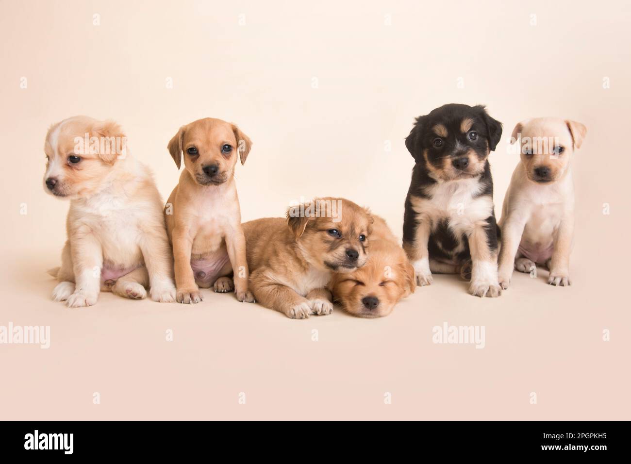 cachorros de perros peruanos de raza mixta Foto de stock