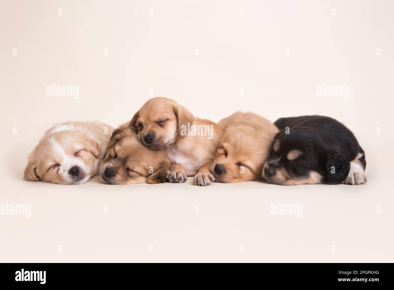 cachorros de perros peruanos de raza mixta Foto de stock