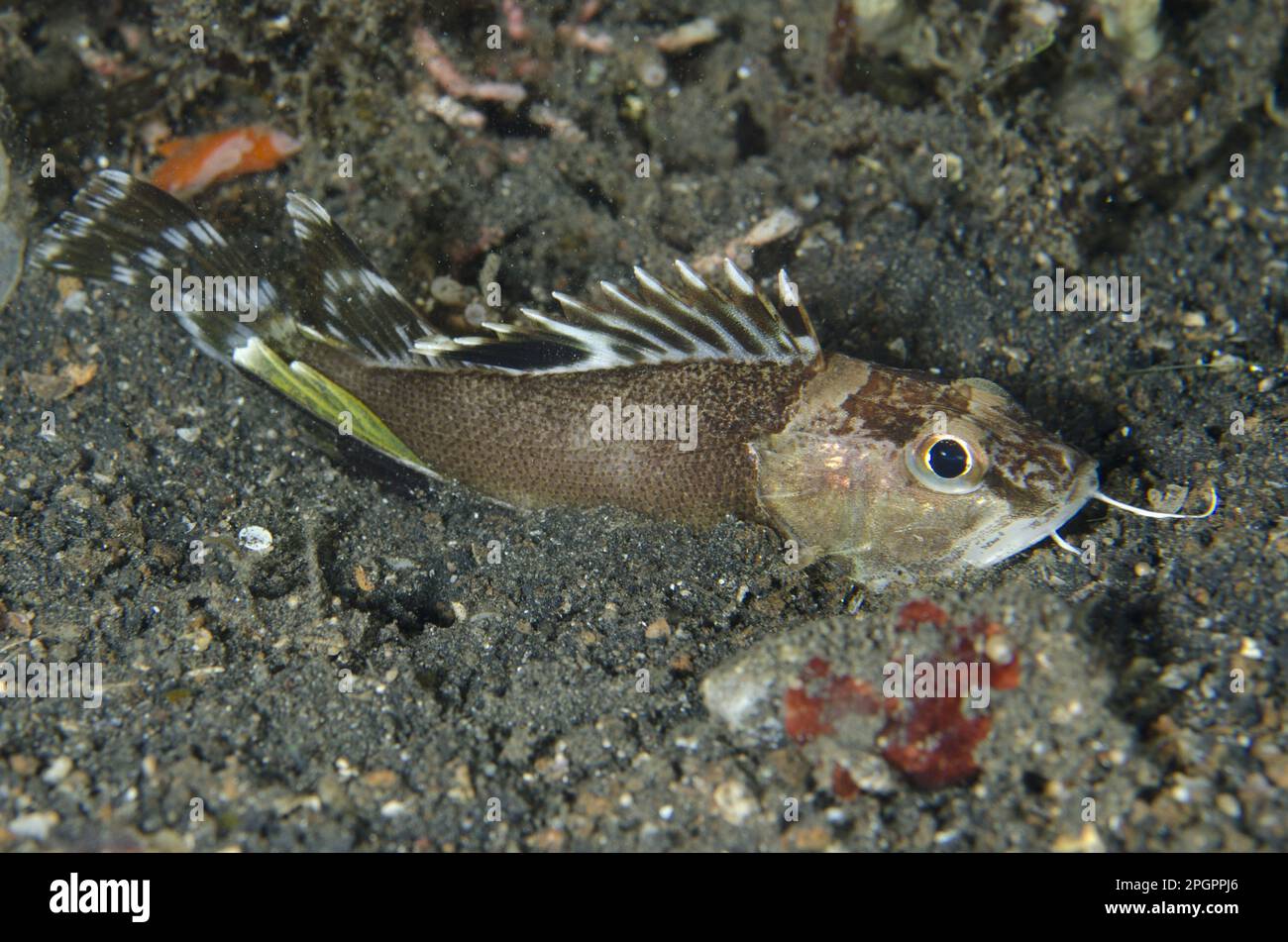 Apistus carinatus fotografías e imágenes de alta resolución - Alamy