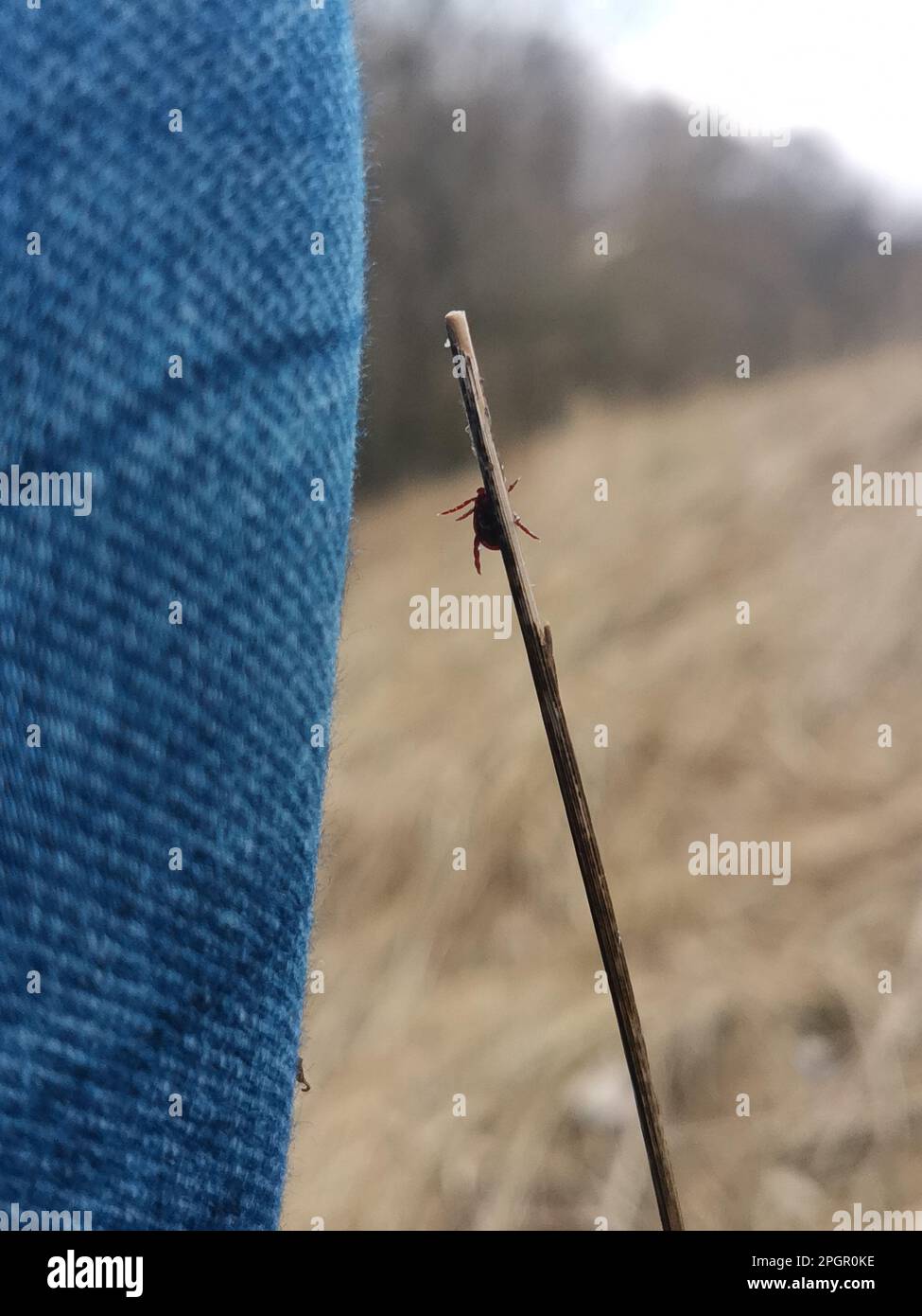 Un ciervo se pone las garrapatas tratando de ponerse los jeans azules, pantalón de pierna de un hombre. El insecto es tina, negro, y un recordatorio para hacer un chequeo grueso con el fin de evitar el poten Foto de stock