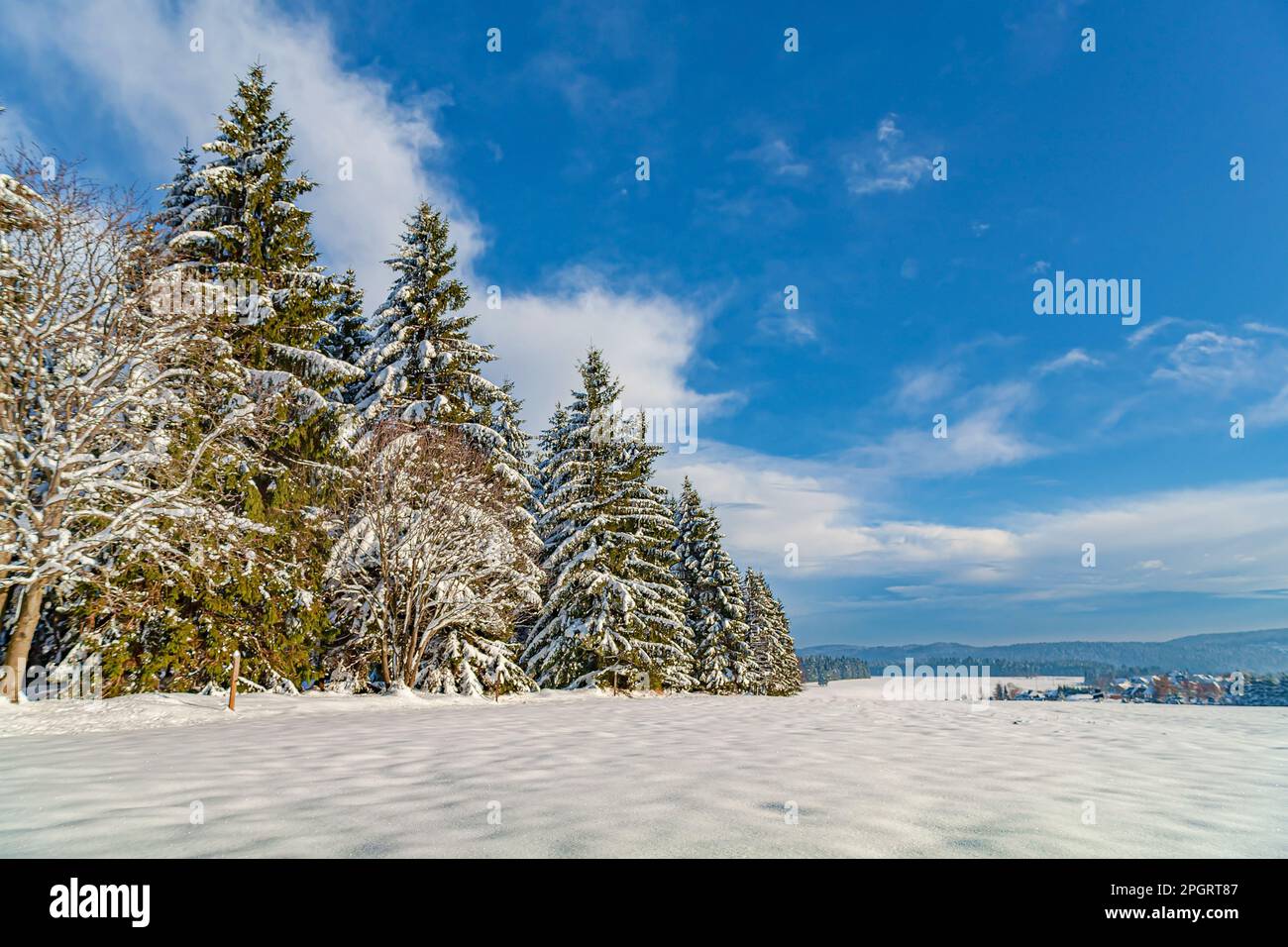 Bosque de invierno bajo nueva nieve en Turingia, Alemania Foto de stock