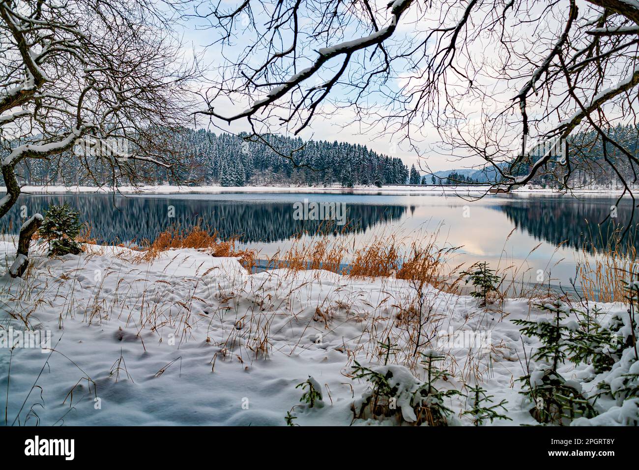 Invierno bosque y un lago temprano en la mañana Foto de stock