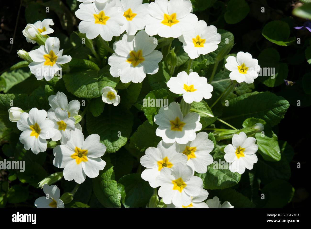 Primula vulgaris, la onagra común, la onagra inglesa, una planta con flores entre las primeras en aparecer en primavera. Flores blancas delicadamente perfumadas. Foto de stock