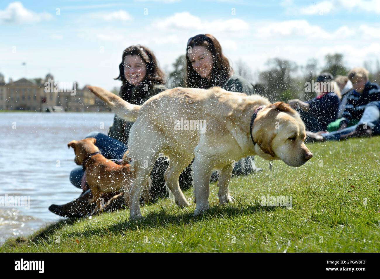 Mujeres jóvenes con sus perros junto al lago en las pruebas de caballos de Badminton en Gloucestershire, Reino Unido. Foto de stock