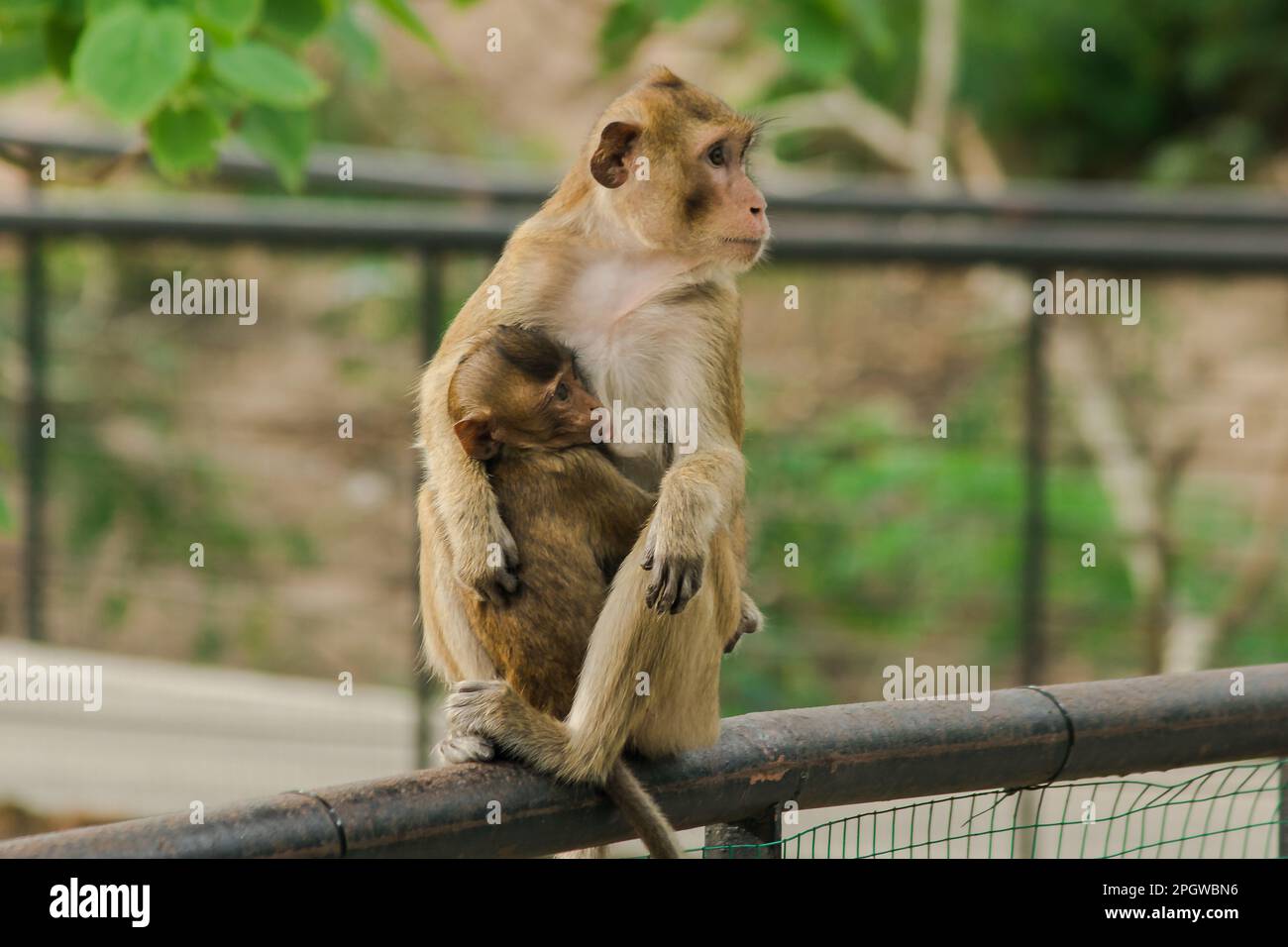 Los monos bebés se alimentan de la leche de la madre sentada. Los monos  bebés se alimentan de la leche de la madre sentada. El mono bebé siempre se  adhiere Fotografía de