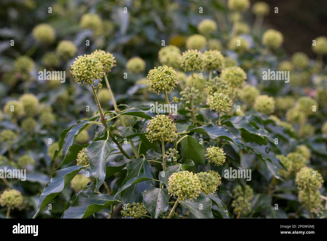 Efeu, Blüten, blühend, Hedera helix, Ivy, Hiedra común, hiedra inglesa, flor, flor, flores, Flor, flores, Lierre grimpant Foto de stock