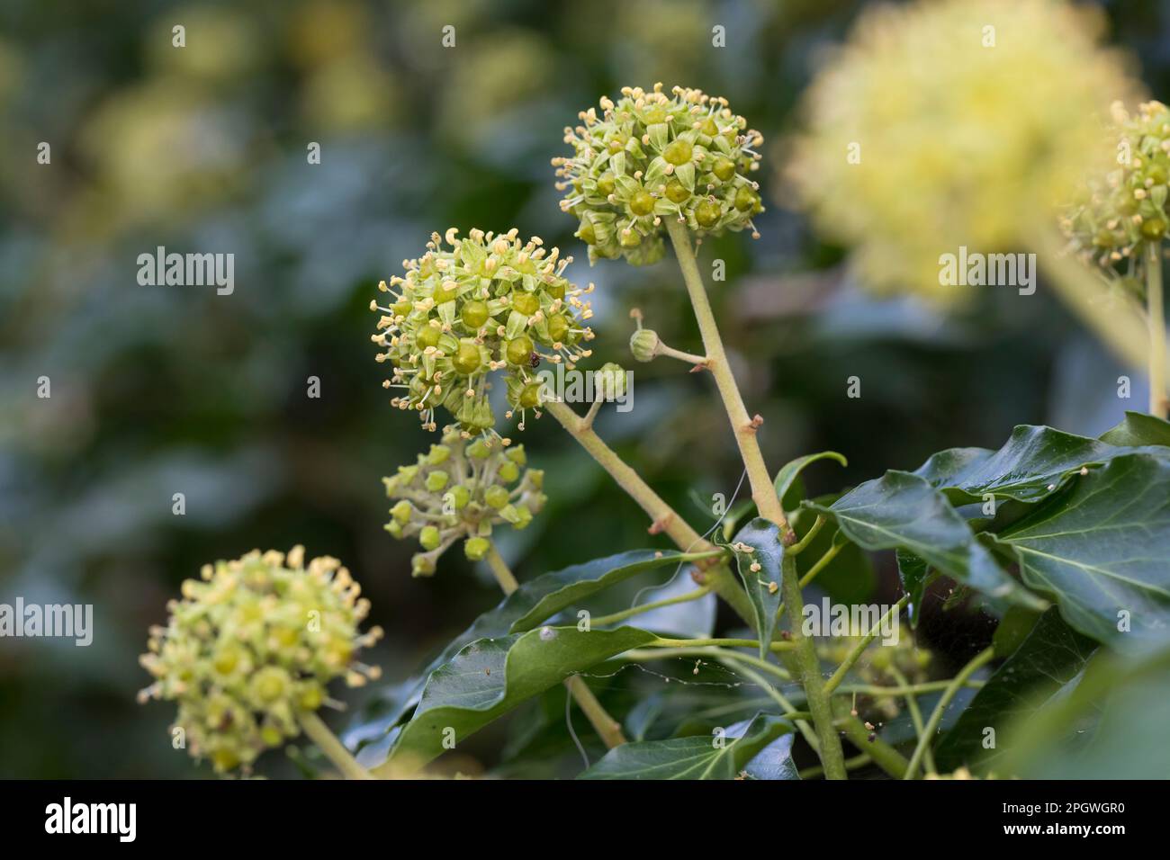 Efeu, Blüten, blühend, Hedera helix, Ivy, Hiedra común, hiedra inglesa, flor, flor, flores, Flor, flores, Lierre grimpant Foto de stock