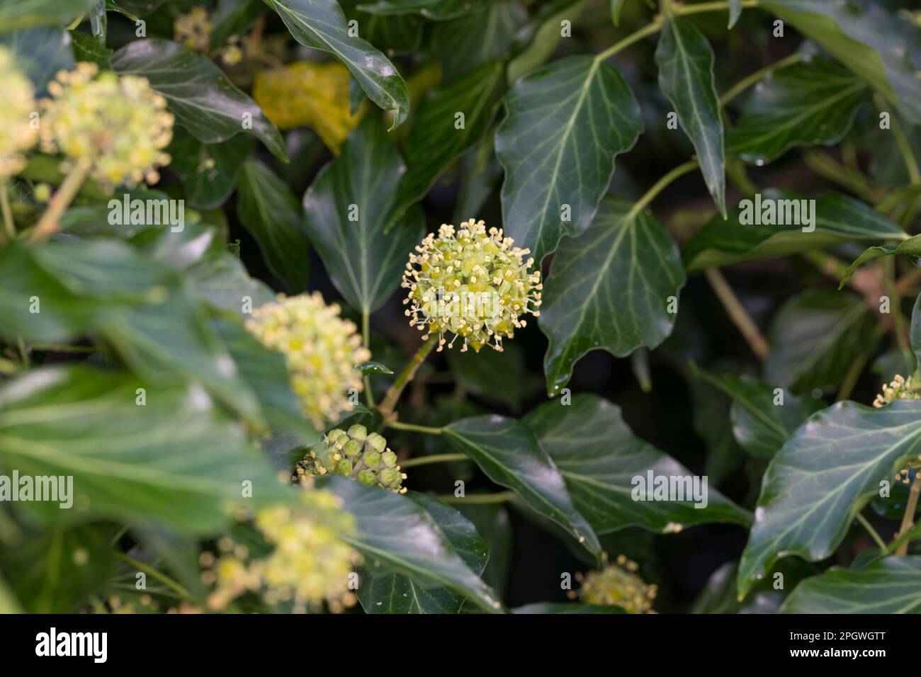 Efeu, Blüten, blühend, Hedera helix, Ivy, Hiedra común, hiedra inglesa, flor, flor, flores, Flor, flores, Lierre grimpant Foto de stock