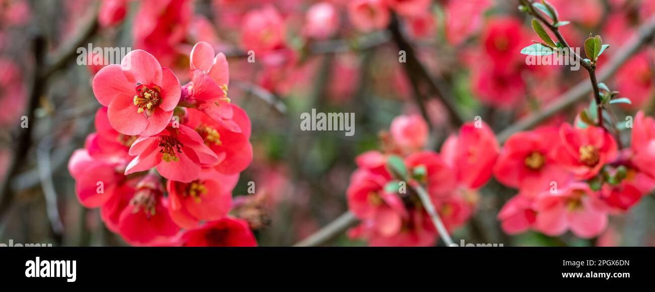 Flores de primavera bokeh. Delicado color rosa y desenfoque claro. Banner horizontal. Foto de stock