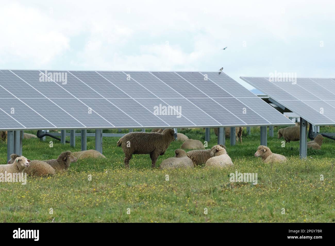 Cáceres, España. 24th de marzo de 2023. Un rebaño de ovejas descansa bajo  los paneles solares de la planta fotovoltaica Francisco Pizarro en Cáceres,  España, el 24 de marzo de 2023. Crédito: