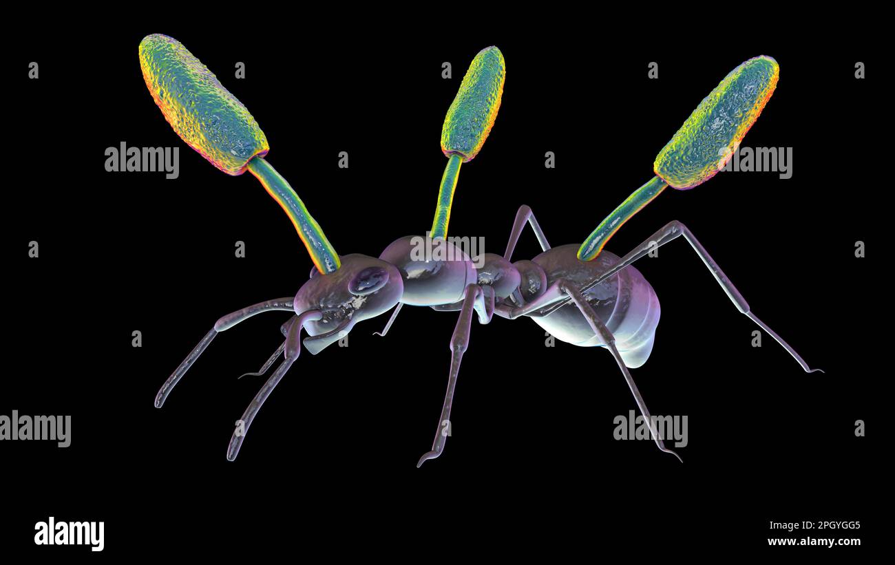 Cordyceps hongo parasitario que crece en hormiga, ilustración Foto de stock