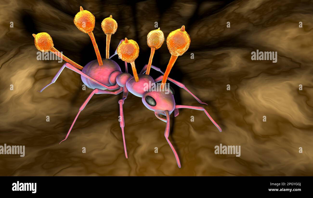 Cordyceps hongo parasitario que crece en hormiga, ilustración Foto de stock