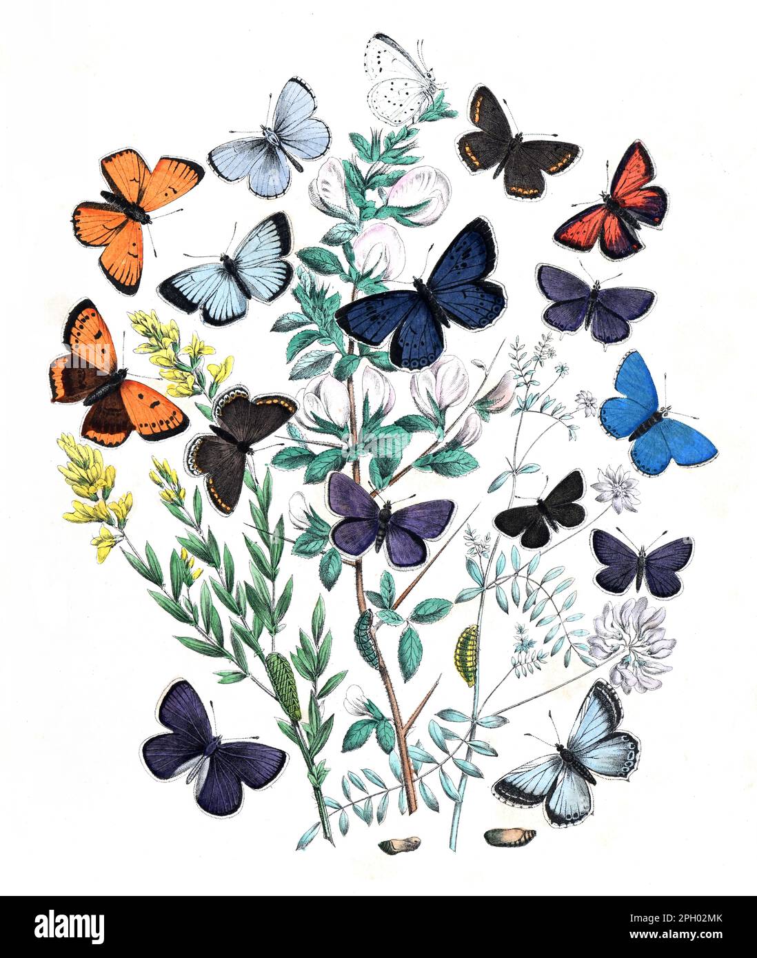 vintage textil patrón mariposas. vintage patrón mariposas. Fondo de pantalla de mariposas. sin texto. Mariposas botánicas. Ilustración de lepidoptera. Foto de stock