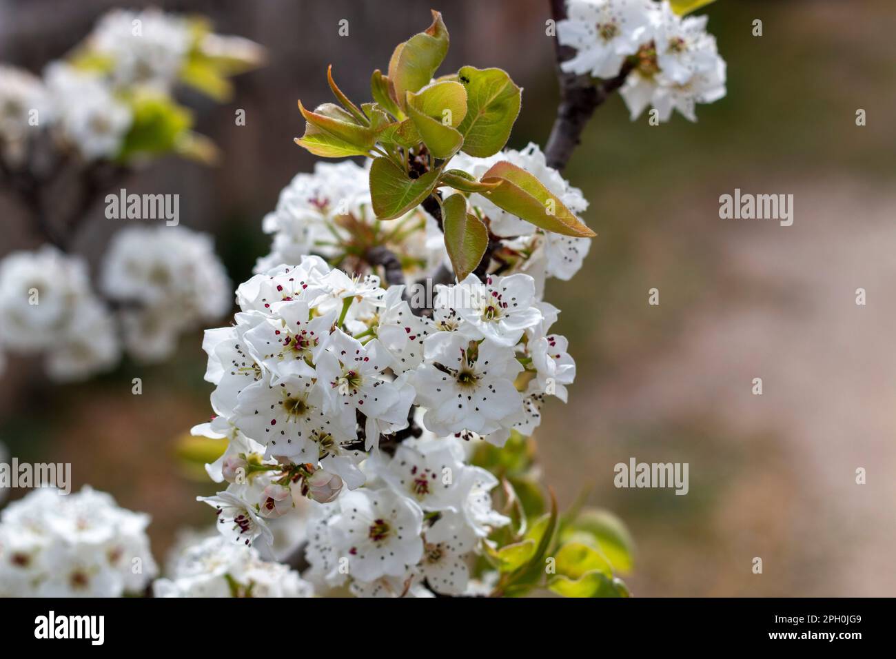 Peral en flor en primavera en Madrid, donde se pueden ver las diferentes partes de la flor, pétalos, pistilo, estambre... Foto de stock