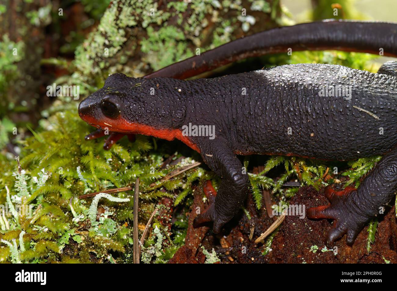 Detalle de primer plano en un raro y protegido Taricha rivularis, tritón de vientre rojo sentado en musgo Foto de stock