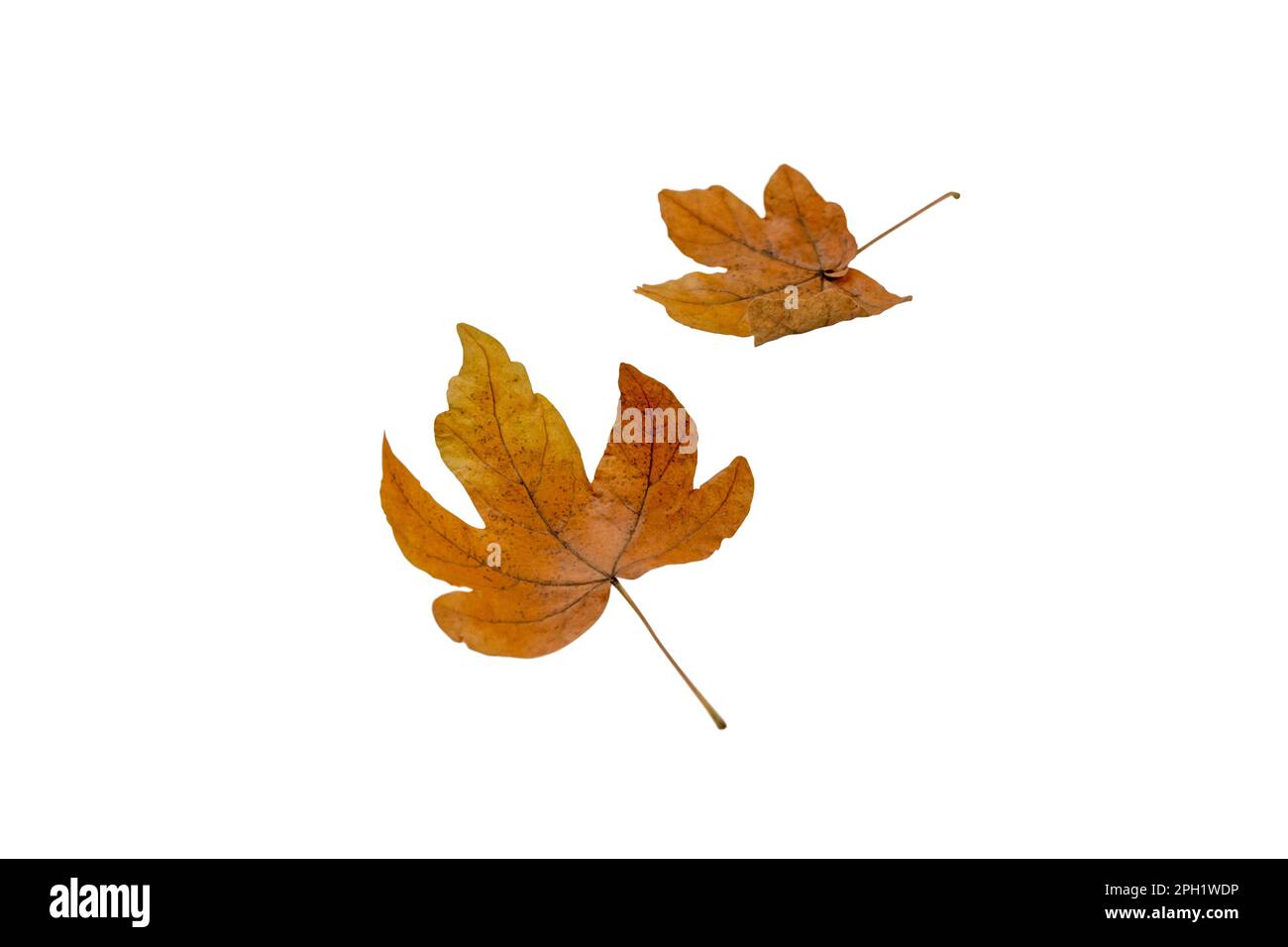Dos hojas caídas de arce marrón aisladas en blanco. Temporada de otoño. Foto de stock