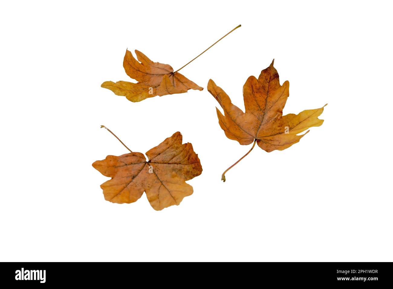 Tres hojas caídas de arce amarillo aisladas en blanco. Temporada de otoño. Foto de stock