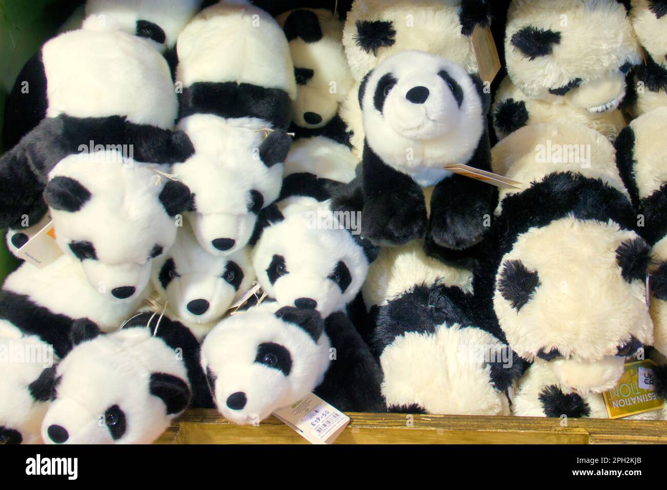 panda juguete suave en venta Edinburgh souvenir zoo tienda de regalos Foto de stock