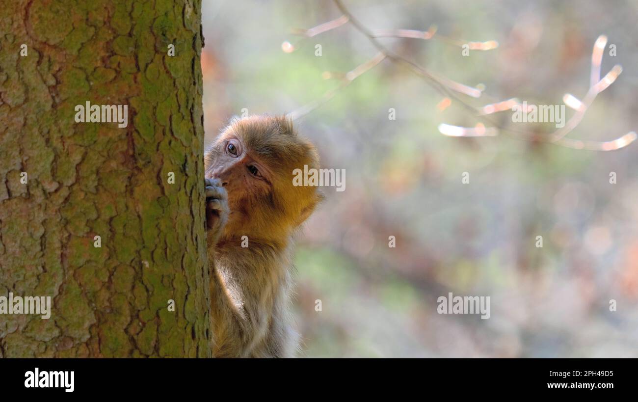 Joven y tímido bebé barbary ape asomando desde detrás del árbol Foto de stock