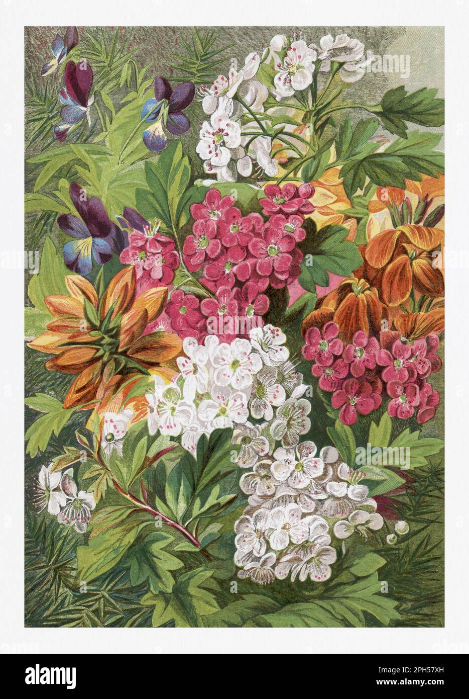 Flores de primavera Ilustración de temporada de 'The Illustrated London Almanack' (1845 a 1895) Foto de stock