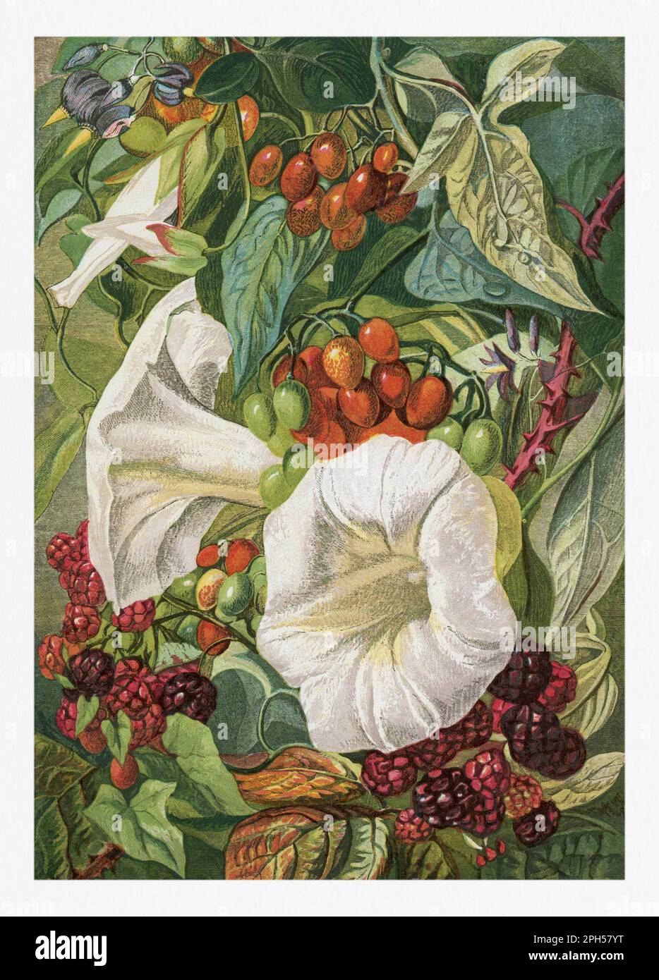 Flores de verano. Ilustración estacional de 'The Illustrated London Almanack' (1845 a 1895) Foto de stock