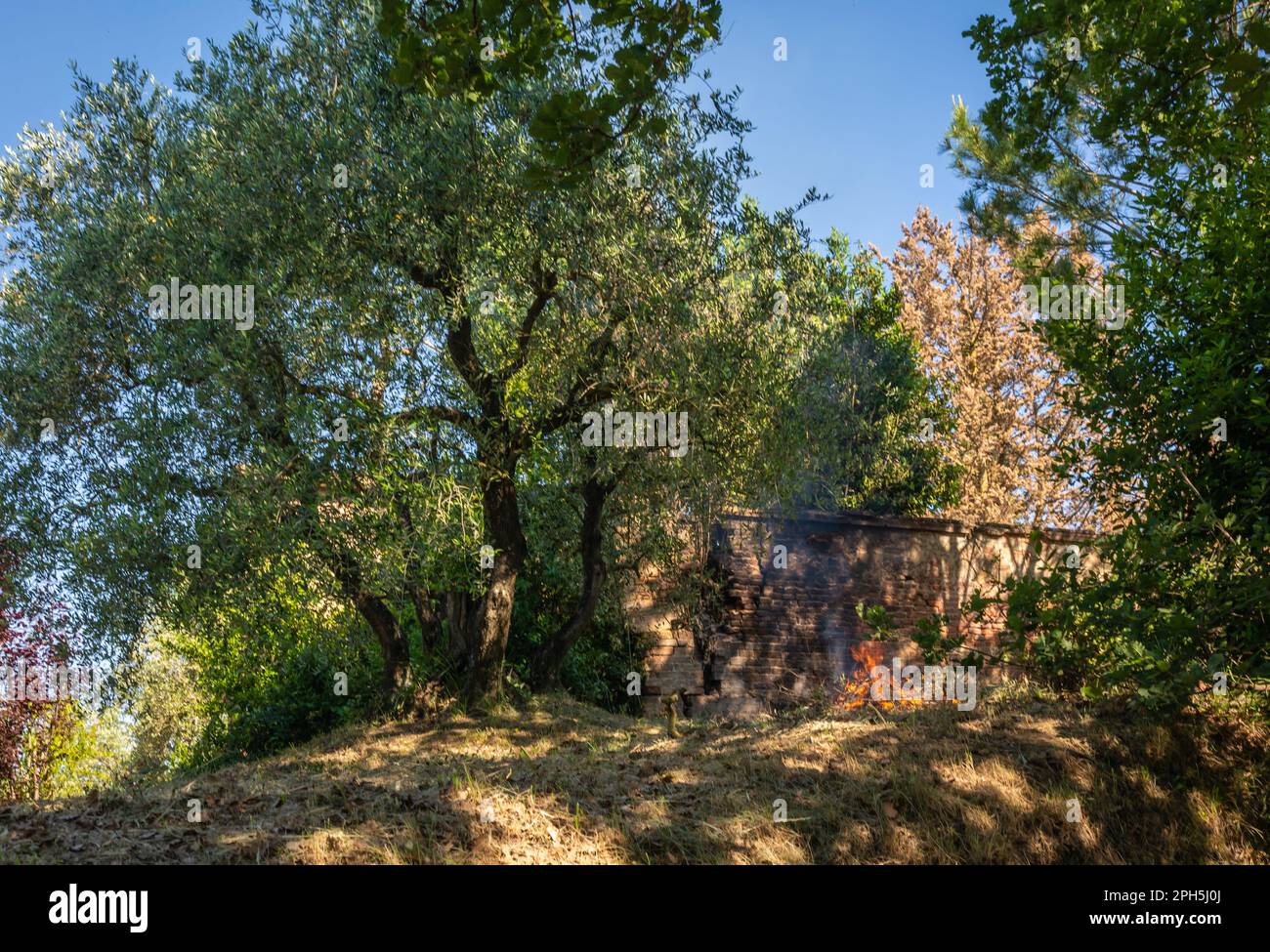 fuego para encender una hoguera doméstica para quemar hojas, ramas de