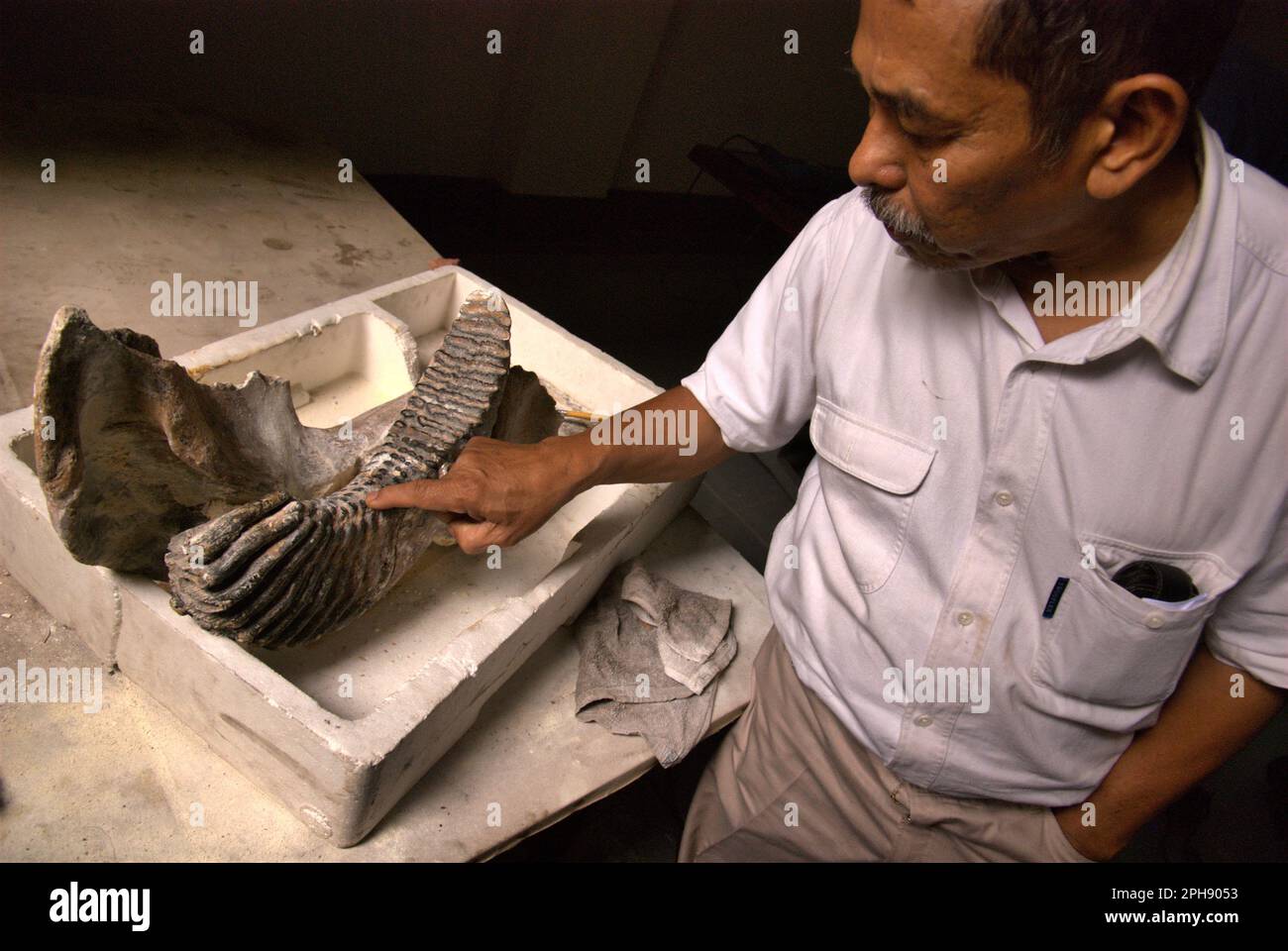 Fachroel Aziz, profesor de investigación de paleontología de vertebrados, es fotografiado en la oficina de Investigación de Vertebrados, Agencia Geológica, Ministerio de Energía y Recursos Minerales de Indonesia, que se encuentra en Bandung, Java Occidental, Indonesia. Foto de stock