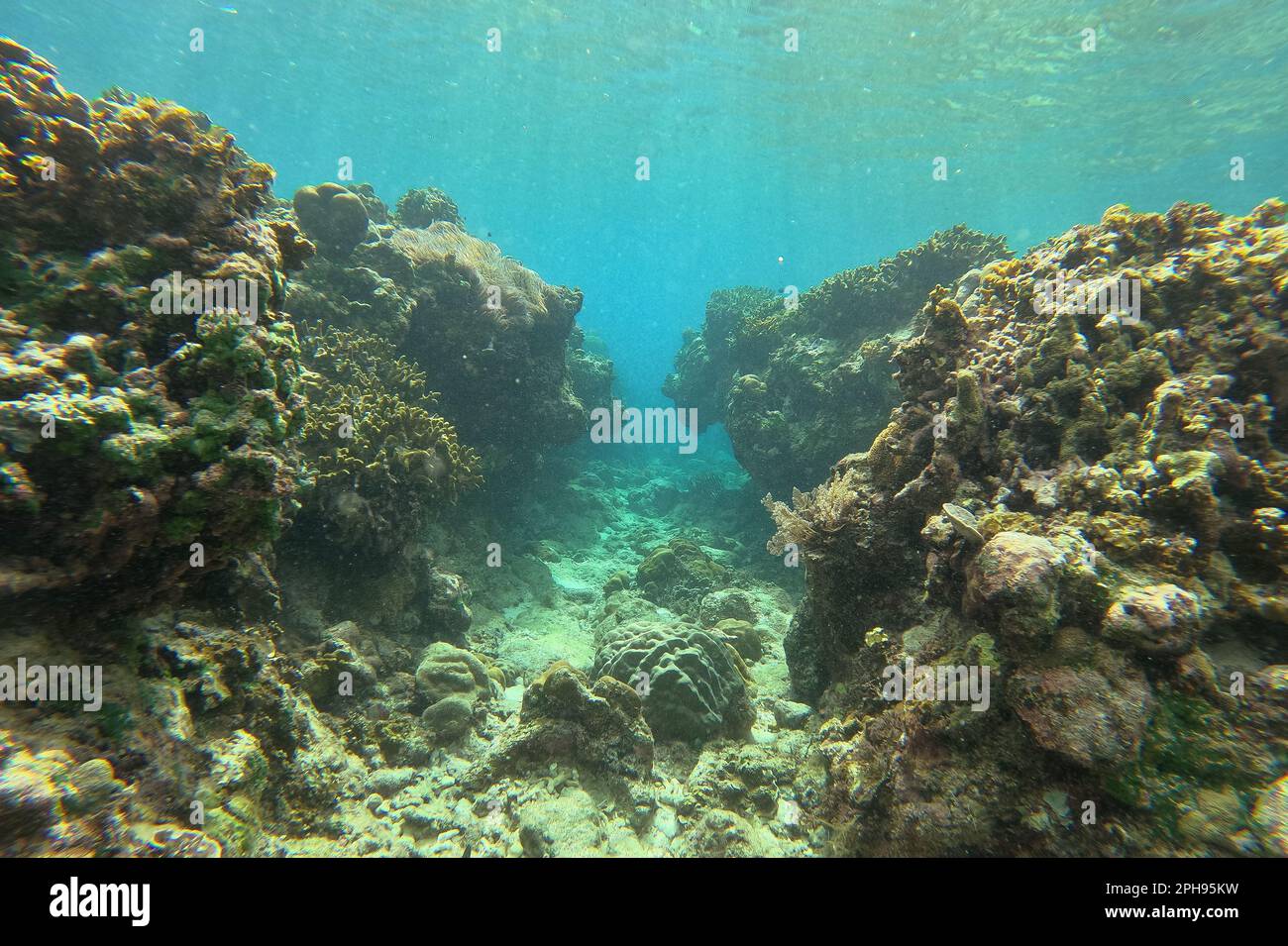 Tiro idílico de un arrecife de coral en Siquijor en las Filipinas, el cañón submarino se abre entre los arrecifes de coral. Foto de stock