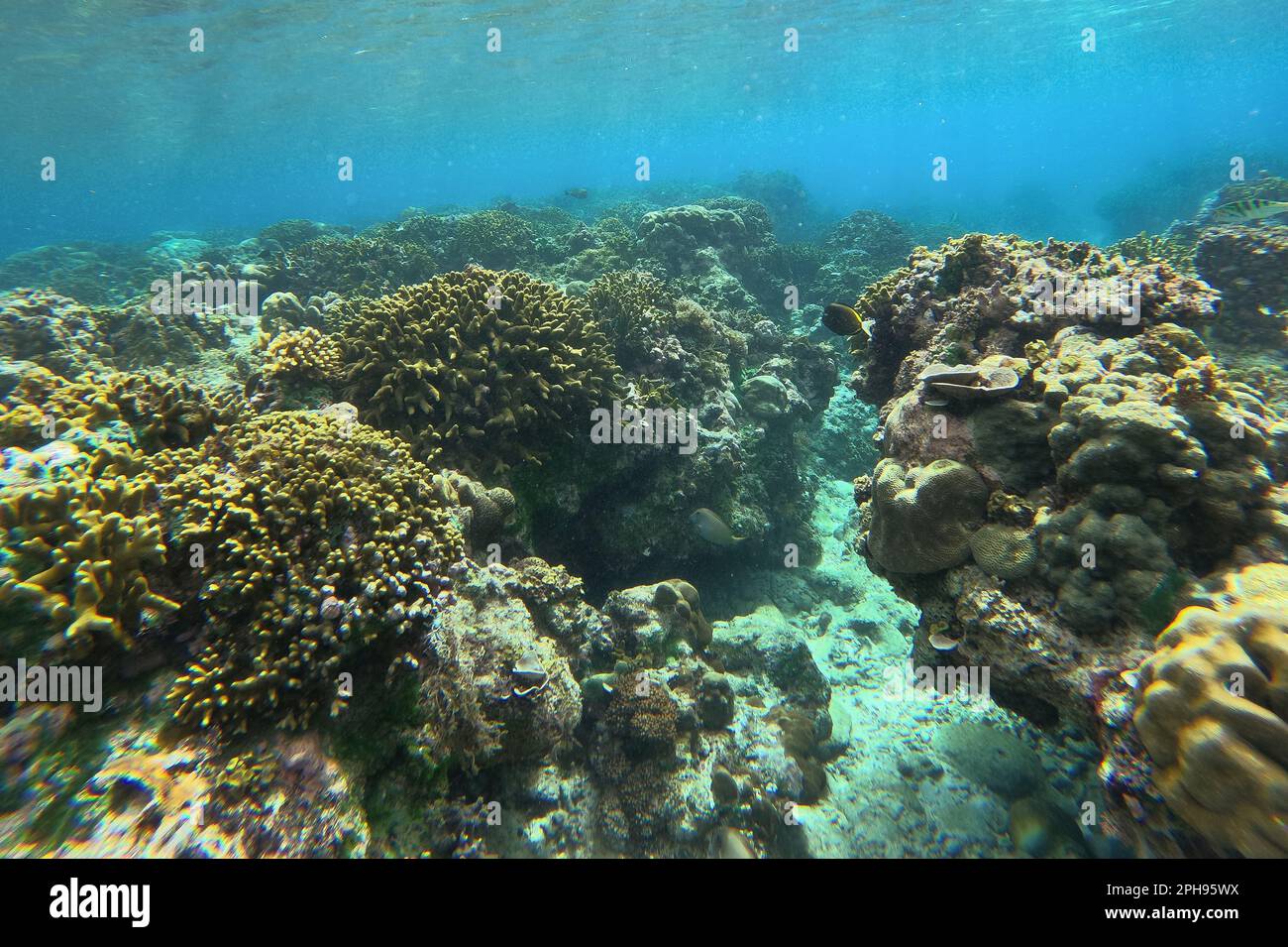 Tiro idílico de un arrecife de coral en Siquijor en las Filipinas, el cañón submarino se abre entre los arrecifes de coral. Foto de stock