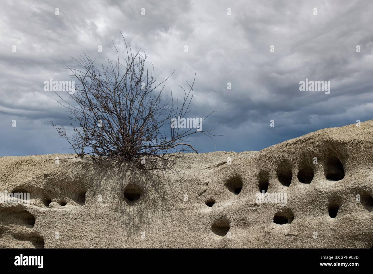 Árbol en el desierto Foto de stock