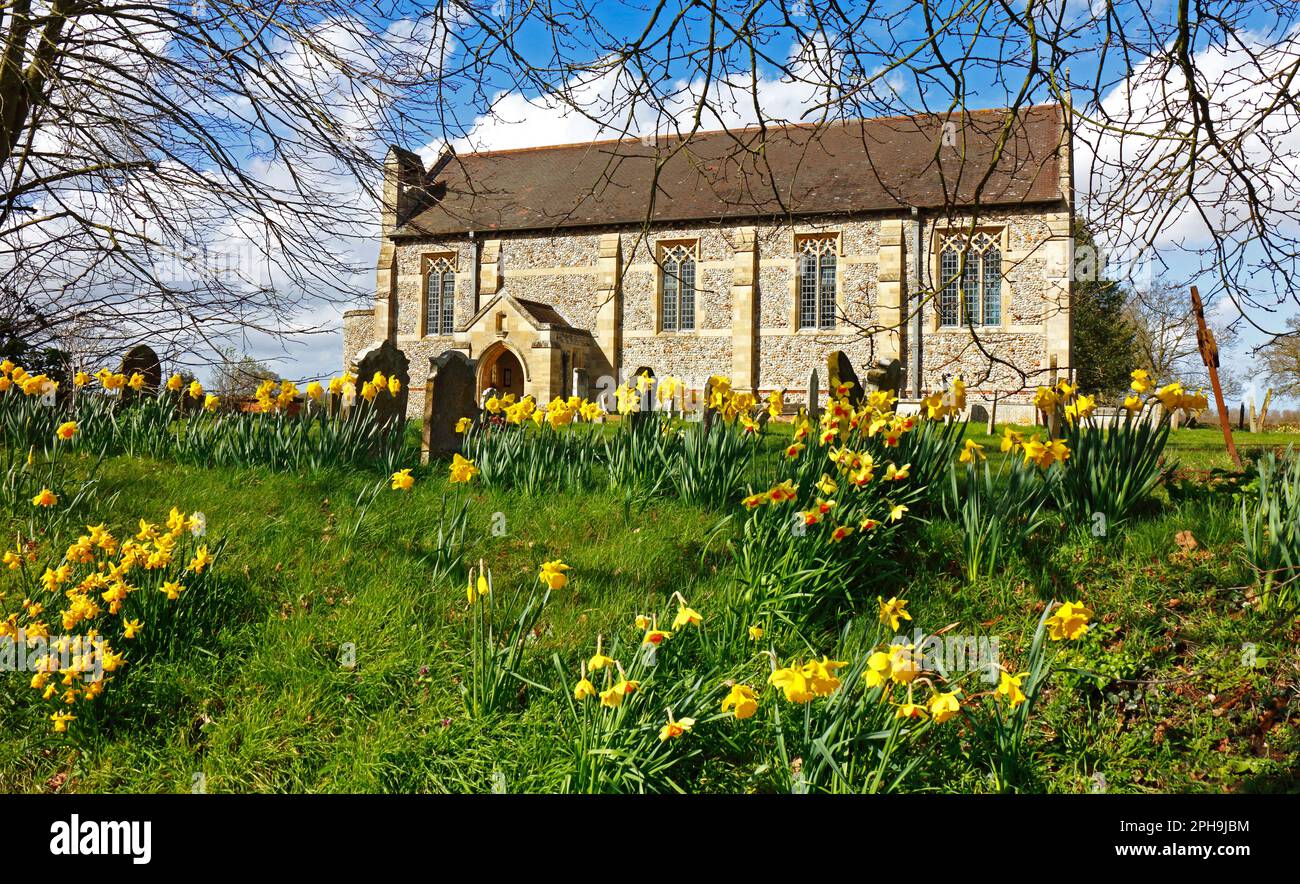 Una vista de la Iglesia de San Nicolás en primavera con narcisos en North Norfolk en Dilham, Norfolk, Inglaterra, Reino Unido. Foto de stock