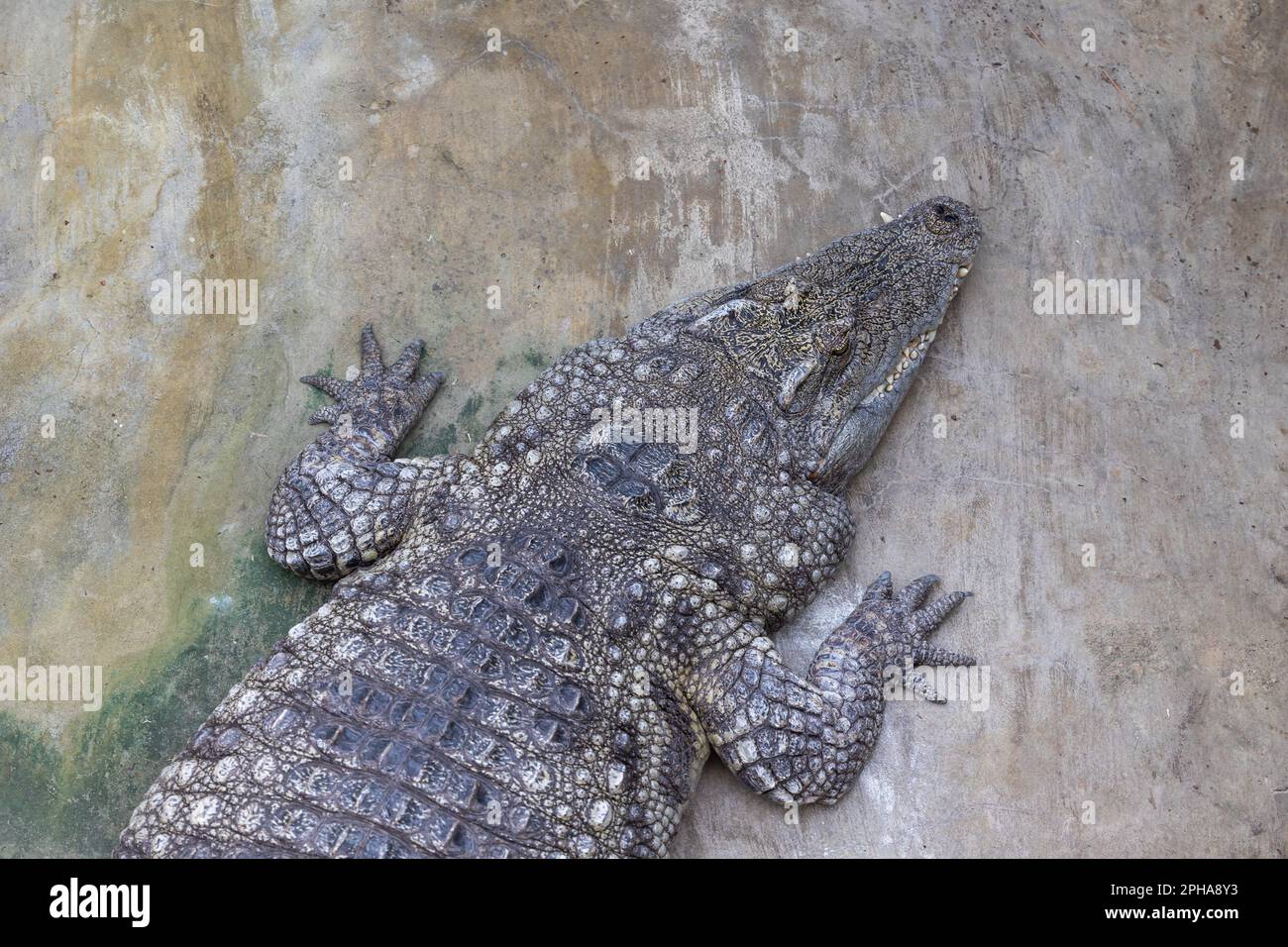 Cocodrilo ataque fotografías e imágenes de alta resolución - Página 3 -  Alamy