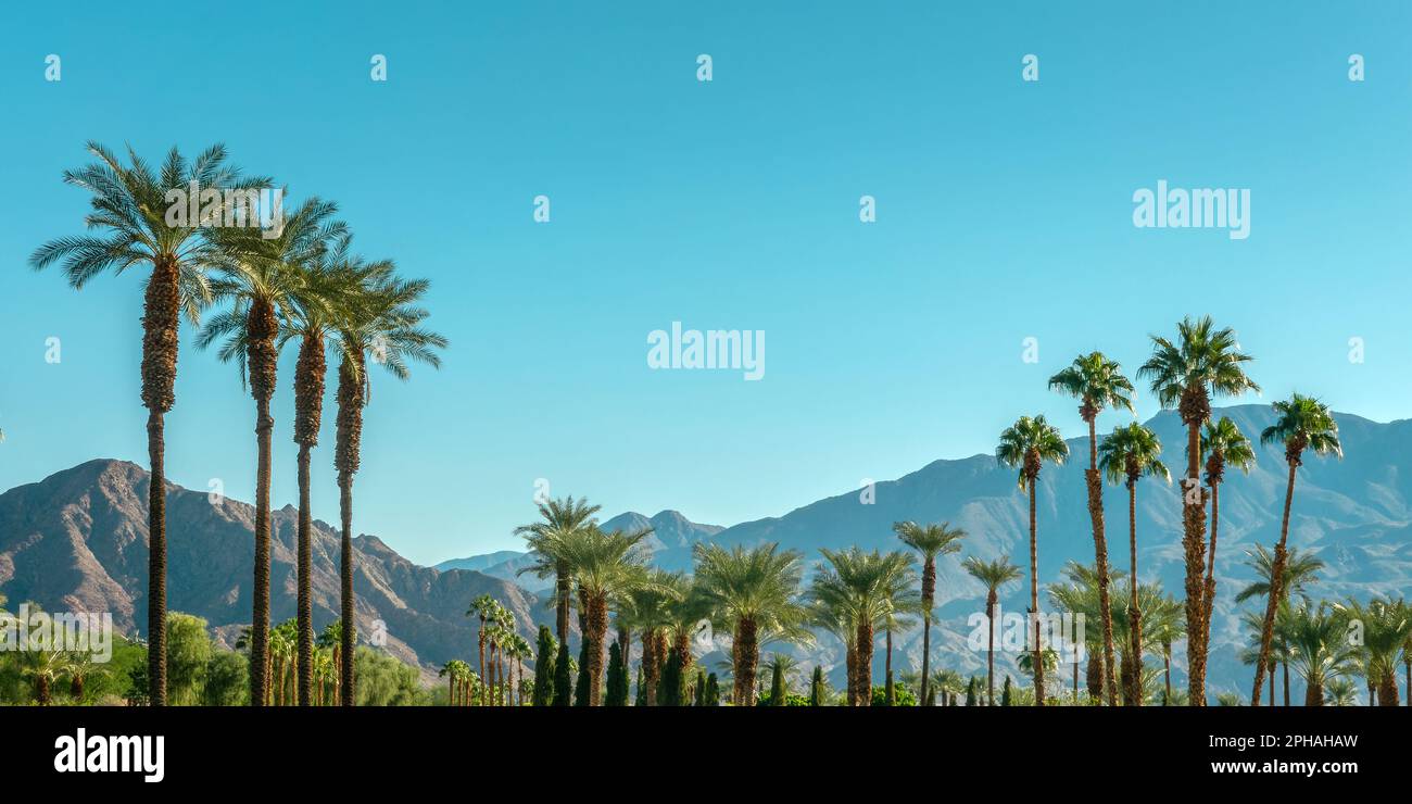 Palmeras y panorama de montaña del desierto en Palm Springs, California Foto de stock