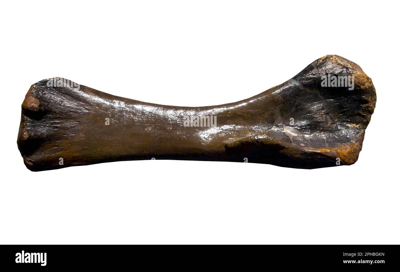 Húmero de un braquiosaurio, Museo Nacional de Historia Natural, Washington DC Foto de stock