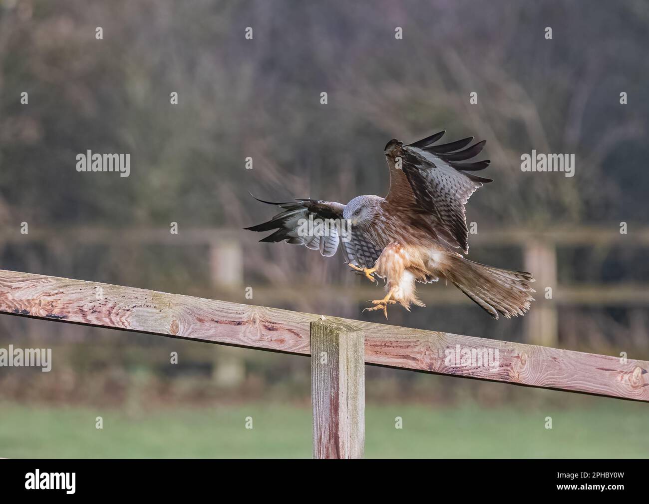 Una cometa roja (Milvus milvus) aterrizando en una valla de paddock. Ahora es más común en Suffolk. Traído de vuelta desde el borde de la extinción en el Reino Unido. Foto de stock