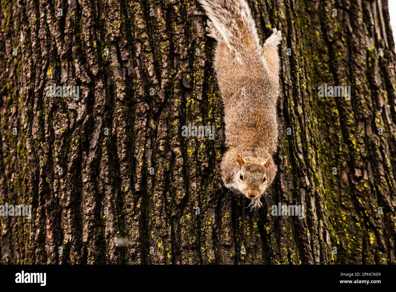 Ardilla hambrienta que mira abajo del árbol en un día nublado frío en Central Park, Nueva York, Manhattan Foto de stock